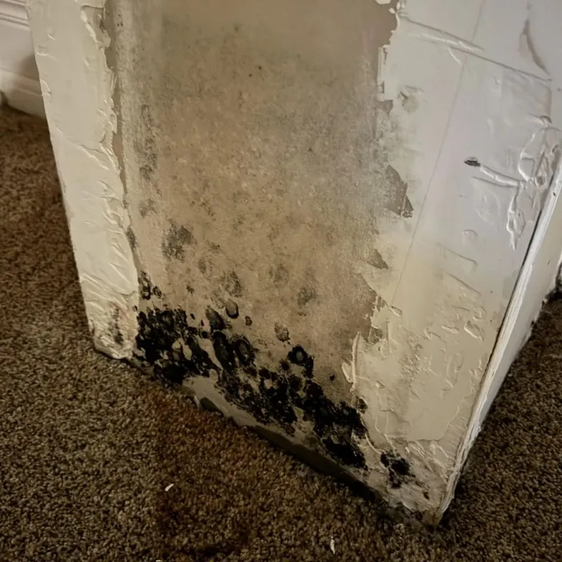 Professional Mold Removal in Robertsville, NJ